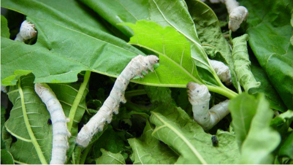 蚕室的除湿机要怎么选择？